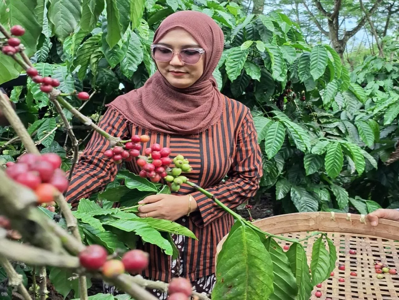 Kades Bangelan Optimis Kawasan Kebun Kopinya akan jadi Herritage Dunia