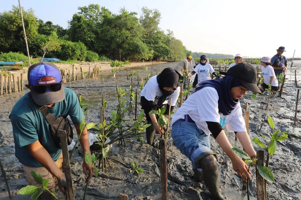 Pelindo Regional 3 Lakukan Penyulaman Bibit Mangrove untuk Kelestarian Lingkungan