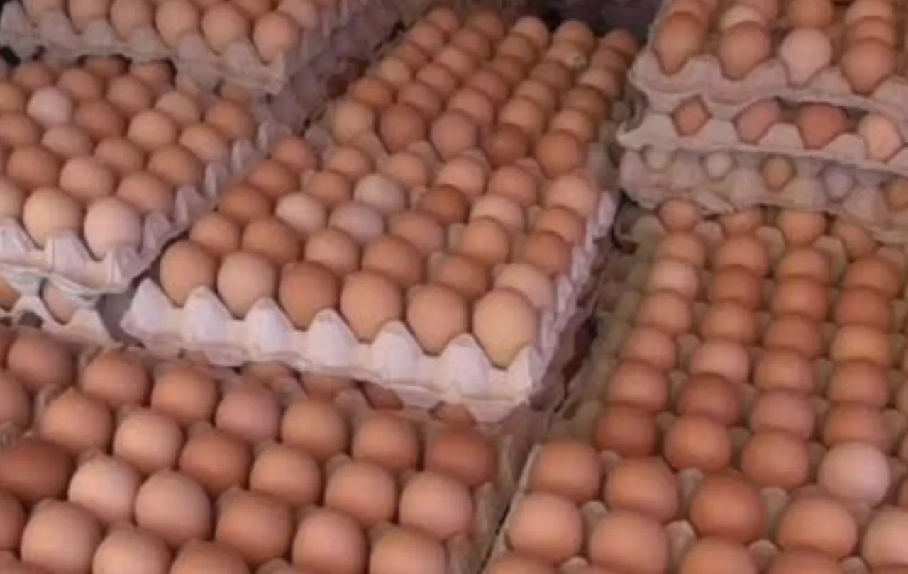 Harga Telur Ayam Ras di Kota Blitar dan Lamongan Kompak Sama, Segini Perkilogramnya