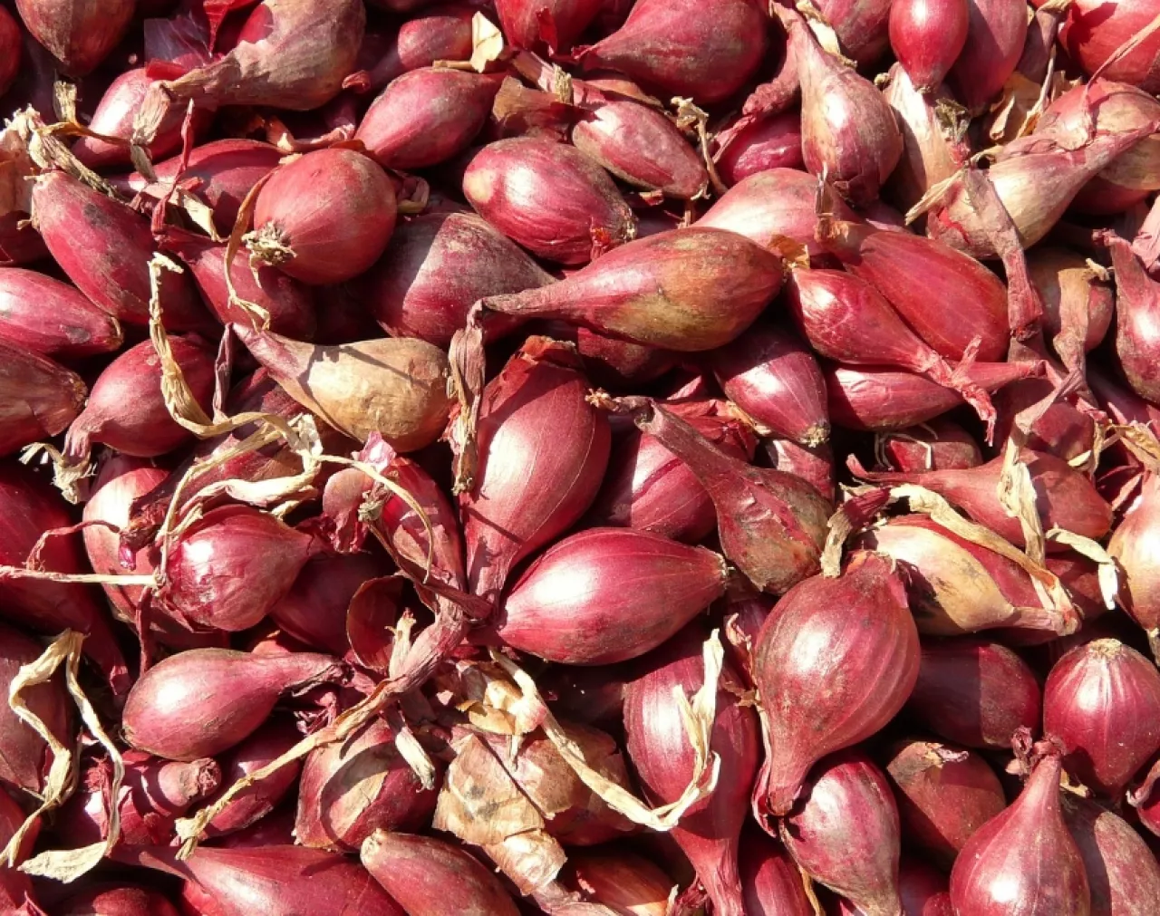 Harga Bawang Merah di Kota Blitar Hari Ini Kompak dengan Trenggalek, Segini Perkilogramnya