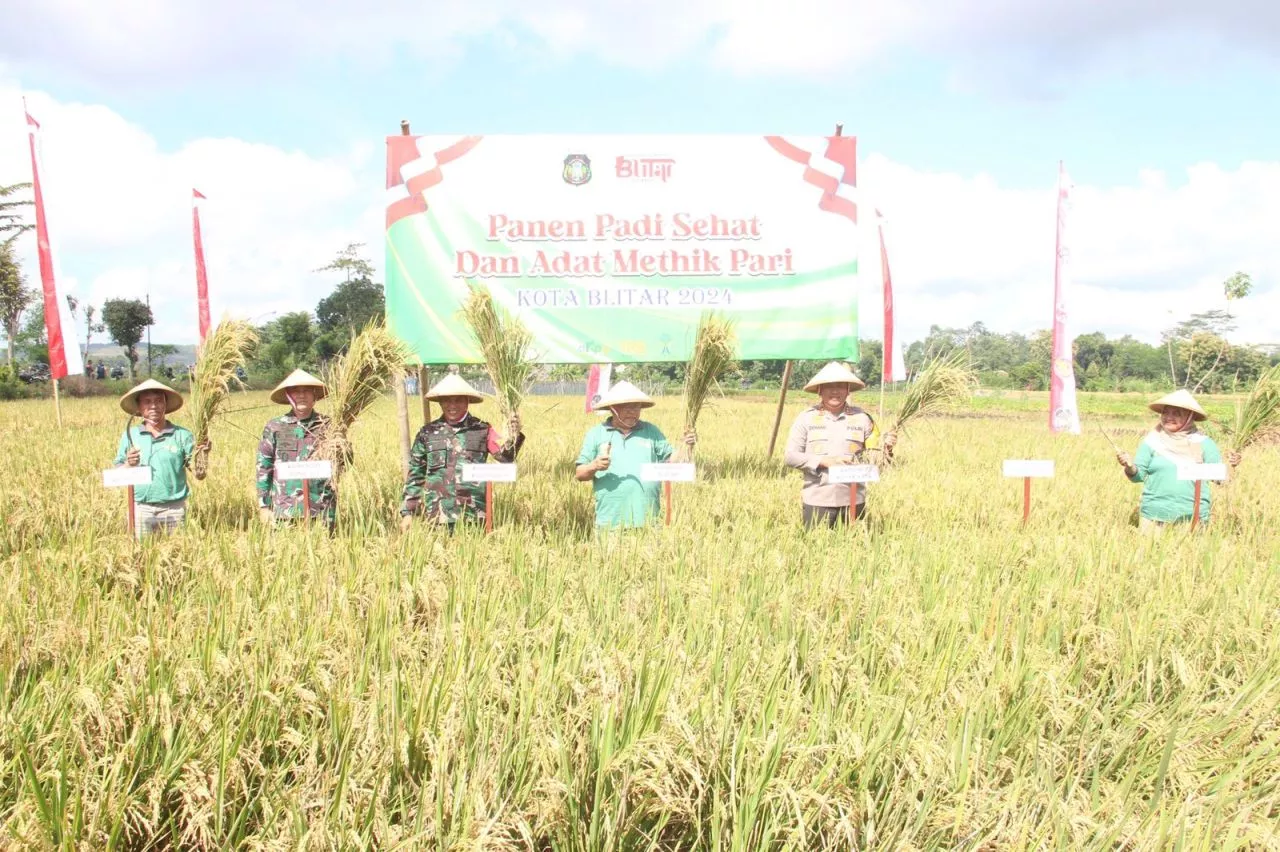 Solidnya Forkopimda Kota Blitar Gelar Panen Padi Sehat dan Adat Methik Pari