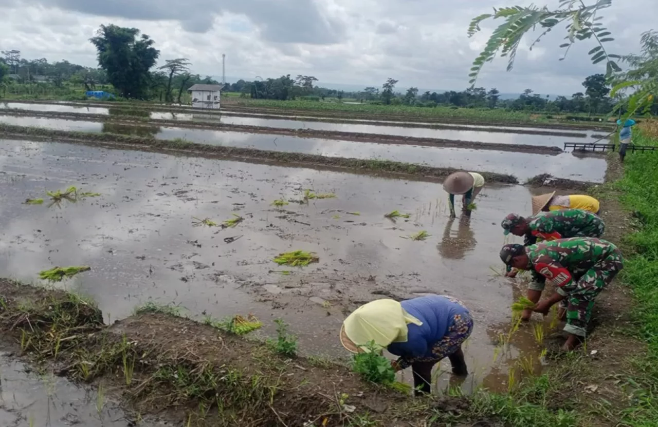 Musim Tanam Telah Tiba, Babinsa Sukosewu Blitar Aktif Bantu Petani Tanam Padi