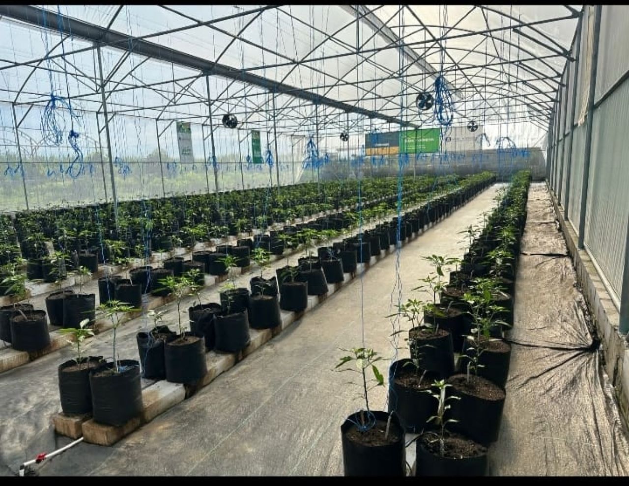 Merawat Dan Menyapa Tanaman Adalah Sumber Bahagia Jiwa Yang sebenarnya