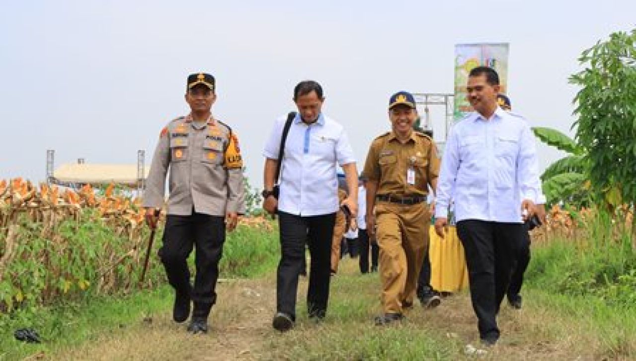 Impor Di Stop Petani Jagung Tuban Masuki Masa Panen Raya