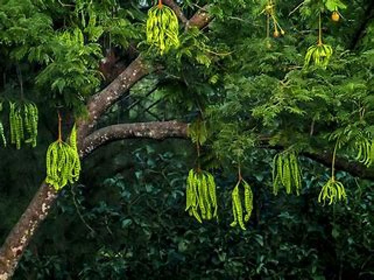 Fenomena Misteri: Hujan Satu Titik di Pohon Petai