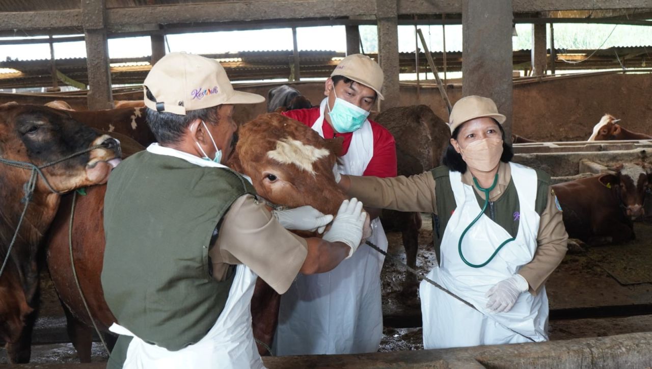 Menjelang Idul Adha 1445 H, Ketersediaan dan Kesehatan Hewan Kurban di Lamongan Terjamin Aman