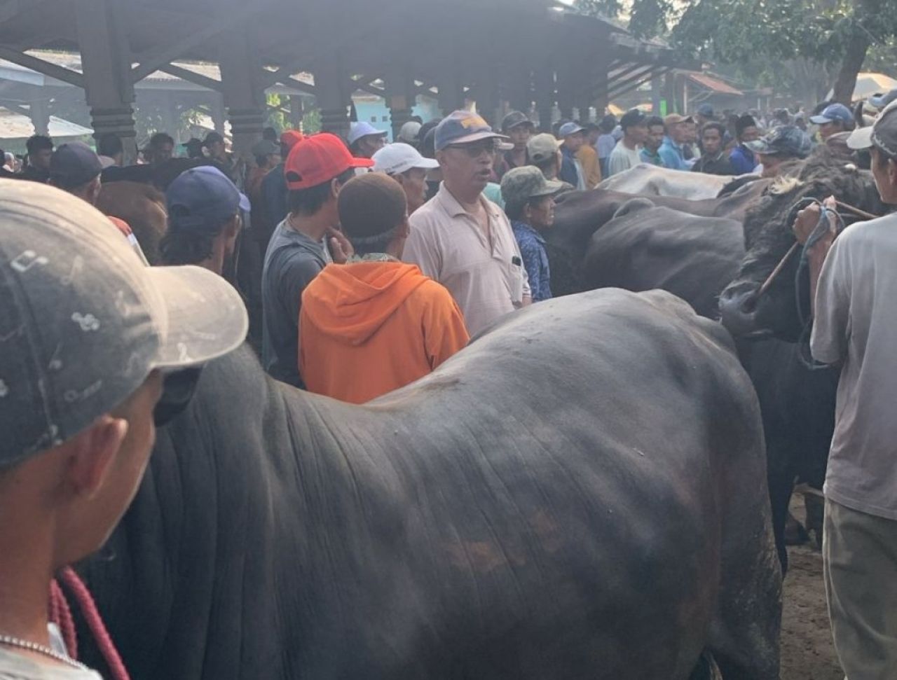 Permintaan Sapi Kurban Naik, PPSDS Jatim Minta Dinas Peternakan Dievaluasi 