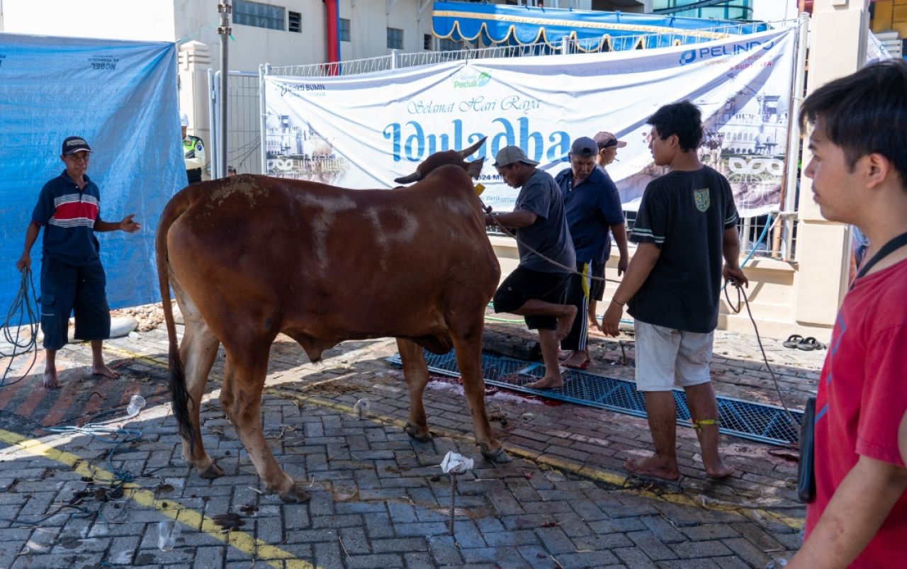 Keterangan Gambar: Sapi qurban PT Terminal Peti Kemas