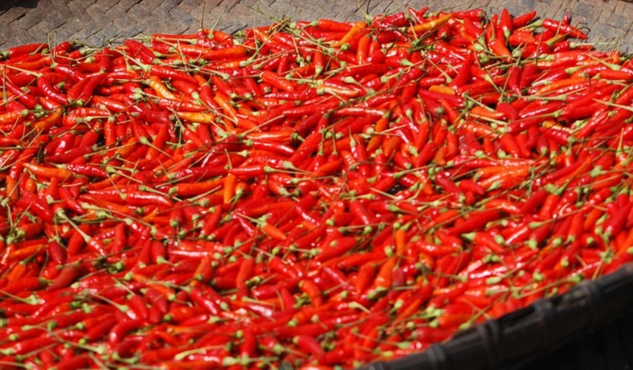 Merangkak Naik, Segini Harga Cabe Rawit di Kota Blitar per Kilogramnya