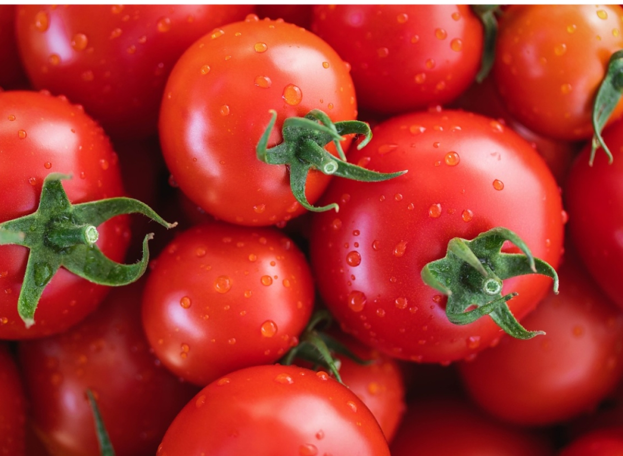 Update Harga Tomat: Kota Blitar Kembali Jadi Pusat Harga Rendah