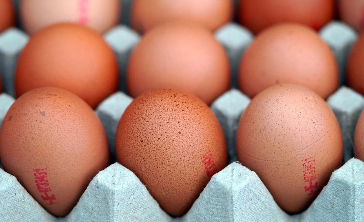 Harga Telur Ayam Ras: Stabil di Blitar, Melonjak di Banyuwangi