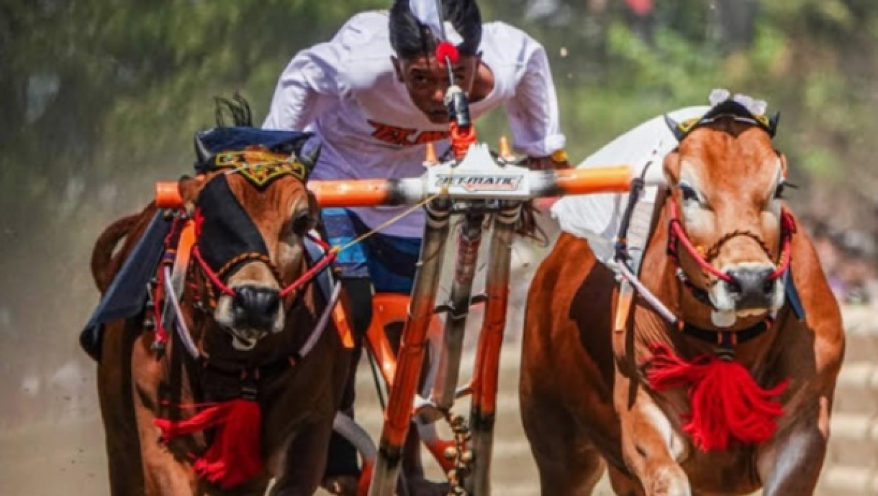 Pj. Sekdaprov Jatim Buka Grand Final Karapan Sapi Piala Presiden 2024