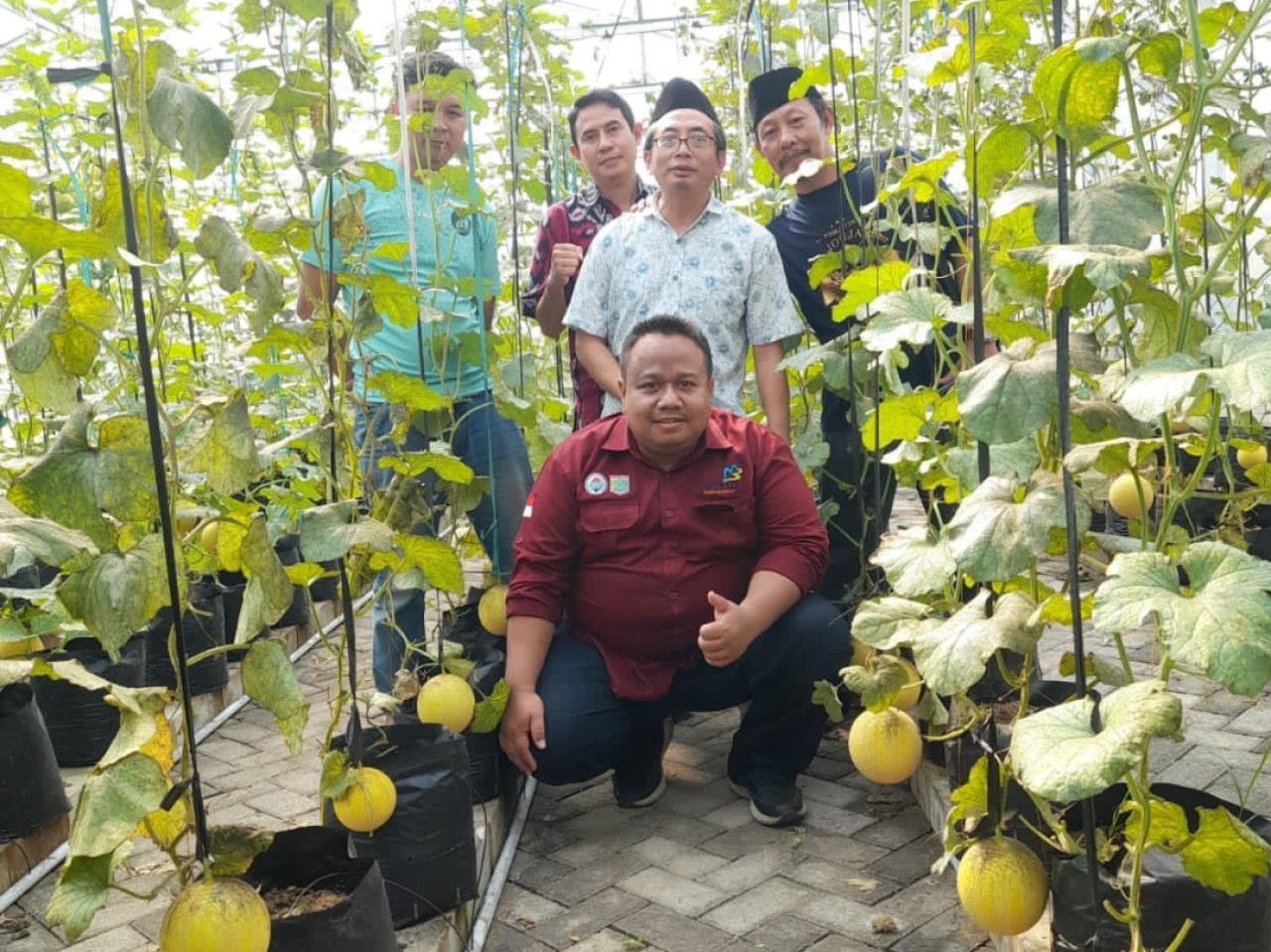 Desa Pakisaji Panen Kali Kedua Melon Golden Intanon Program Ketahanan Pangan