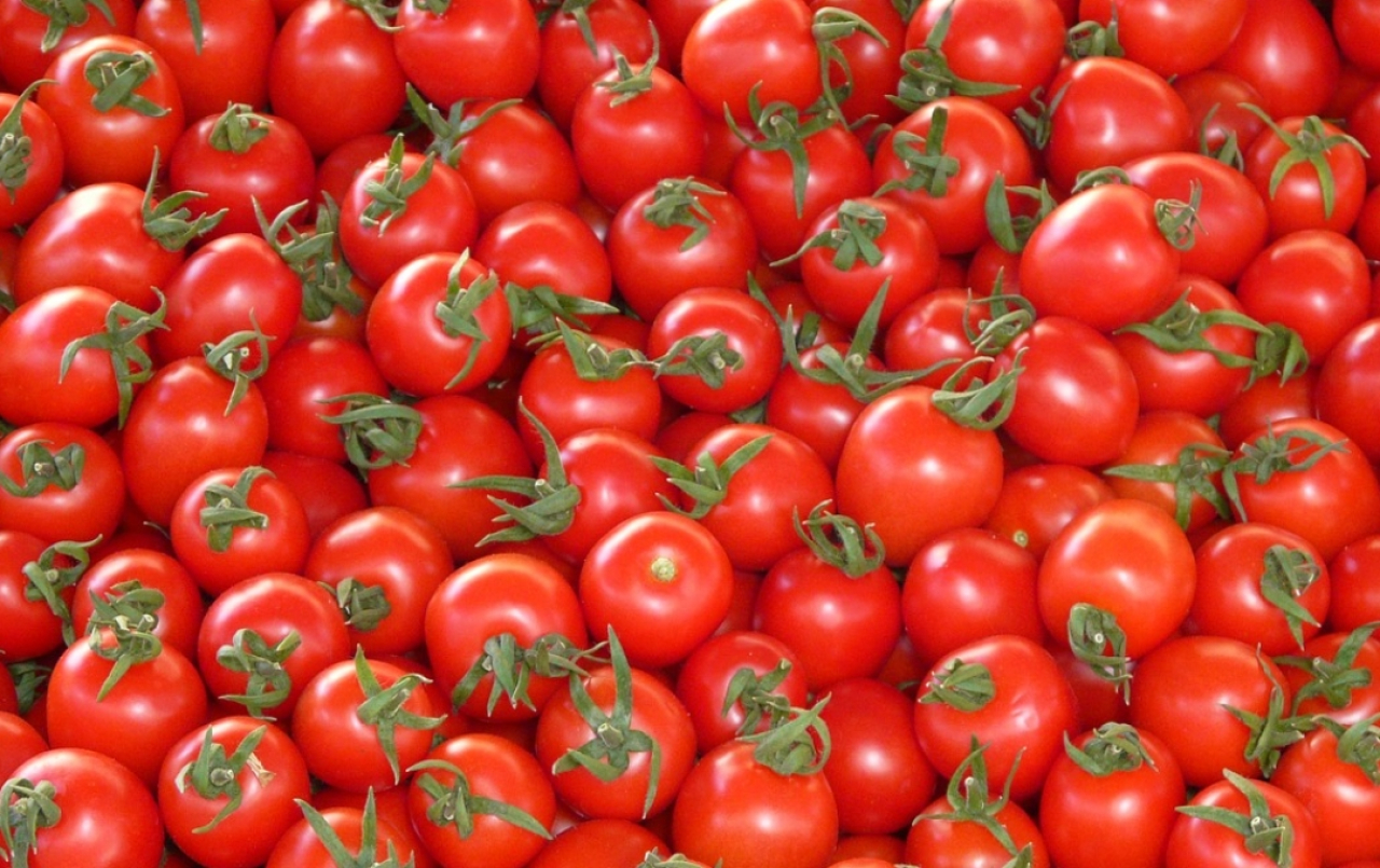 Harga Tomat di Kota Blitar dan Sidoarjo Melonjak, Tembus Rp12.500 per Kilogram