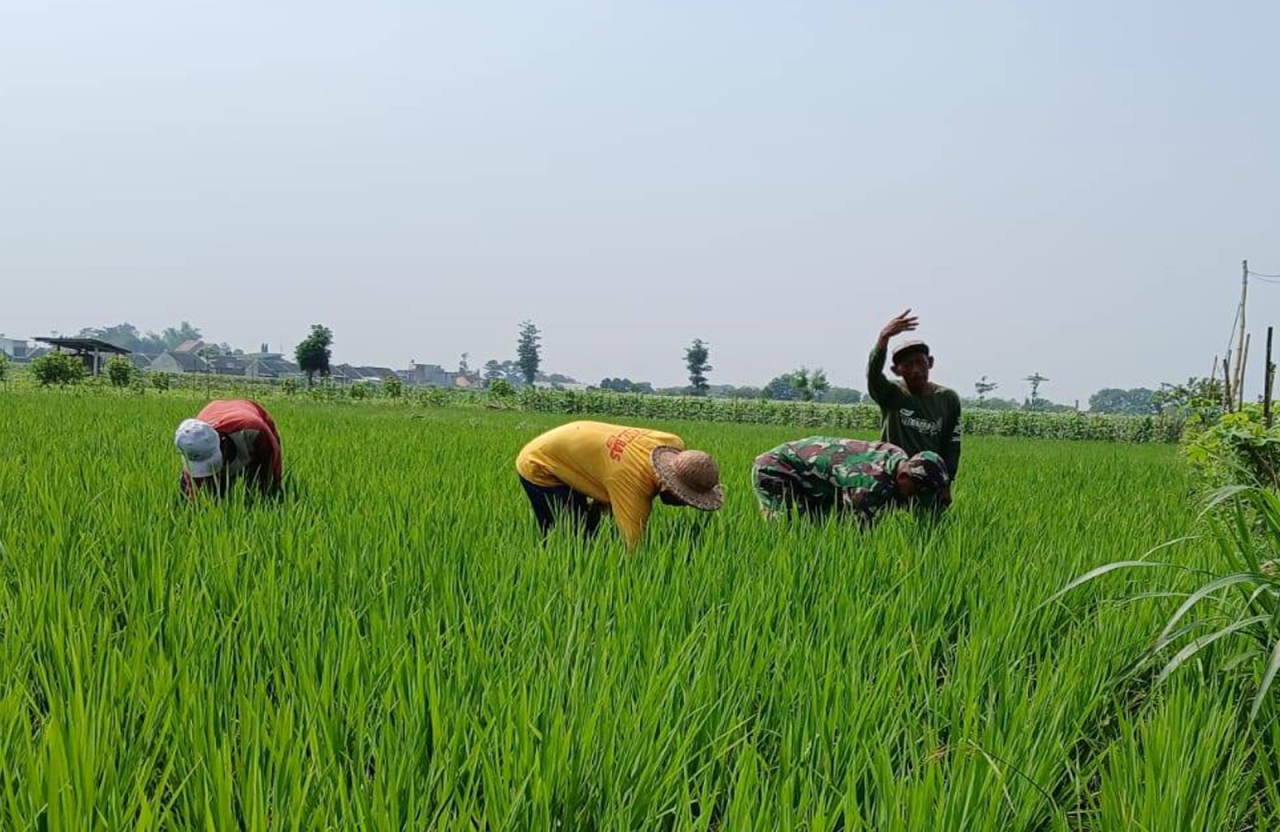 Maksimalkan Pertumbuhan Tanaman Padi, Babinsa Kelurahan Tanjungsari Kota Blitar Bantu Petani Bersihkan Gulma