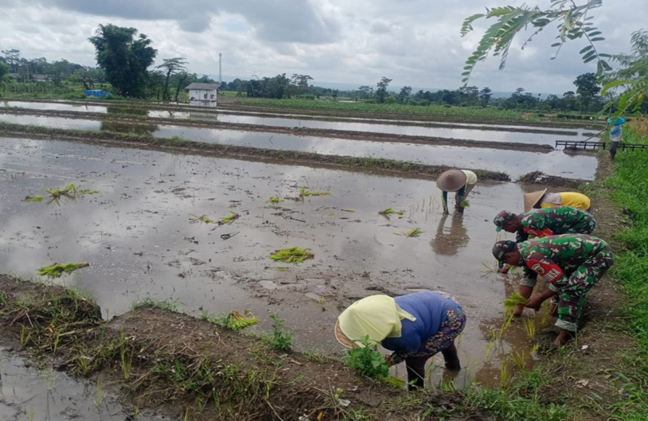 Musim Tanam Telah Tiba, Babinsa Sukosewu Blitar Aktif Bantu Petani Tanam Padi
