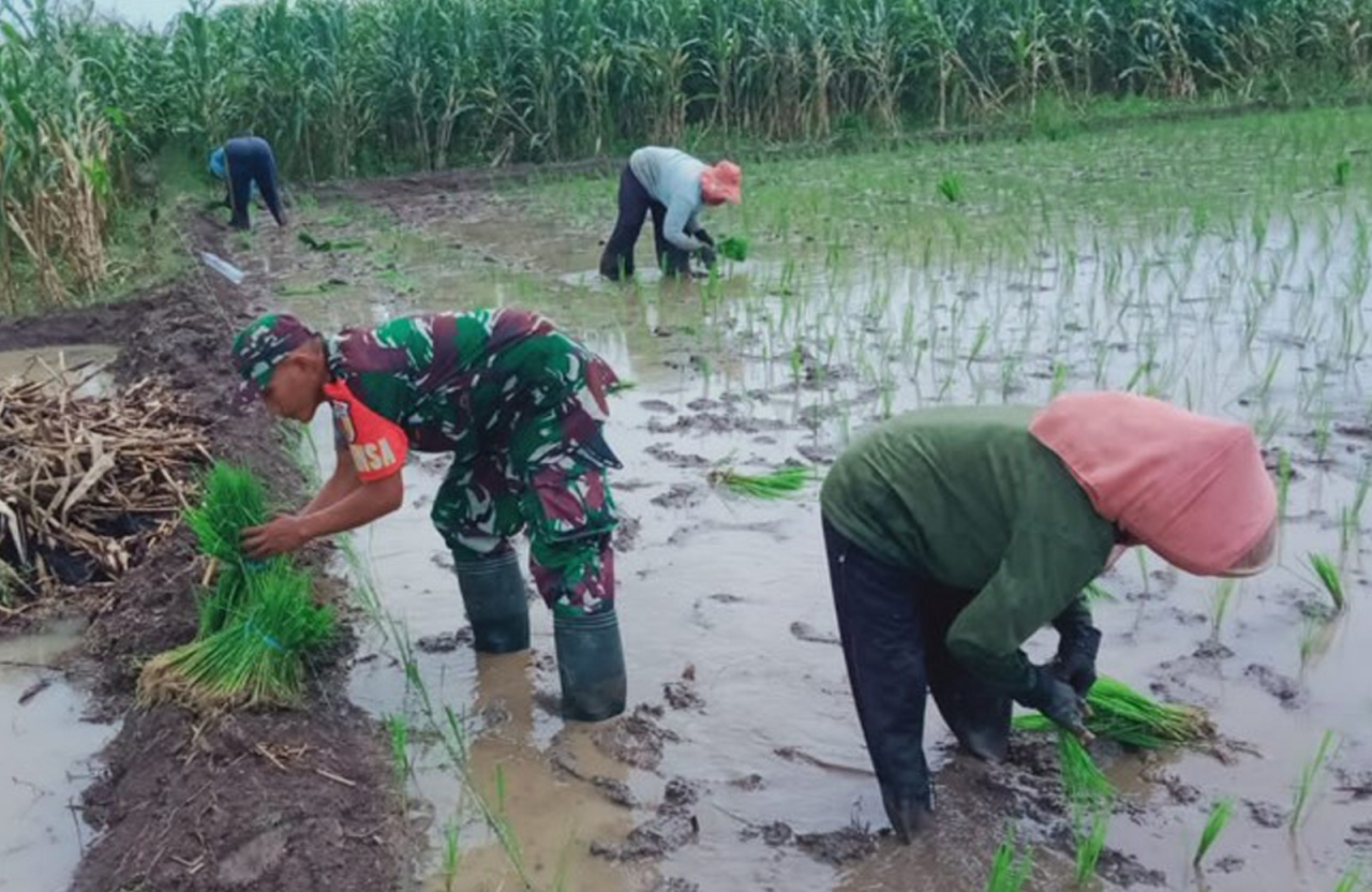 Koptu Wahyu Anugerah Bersama Warga Desa Gununggede Blitar Tingkatkan Hanpangan Dengan Tanam Padi