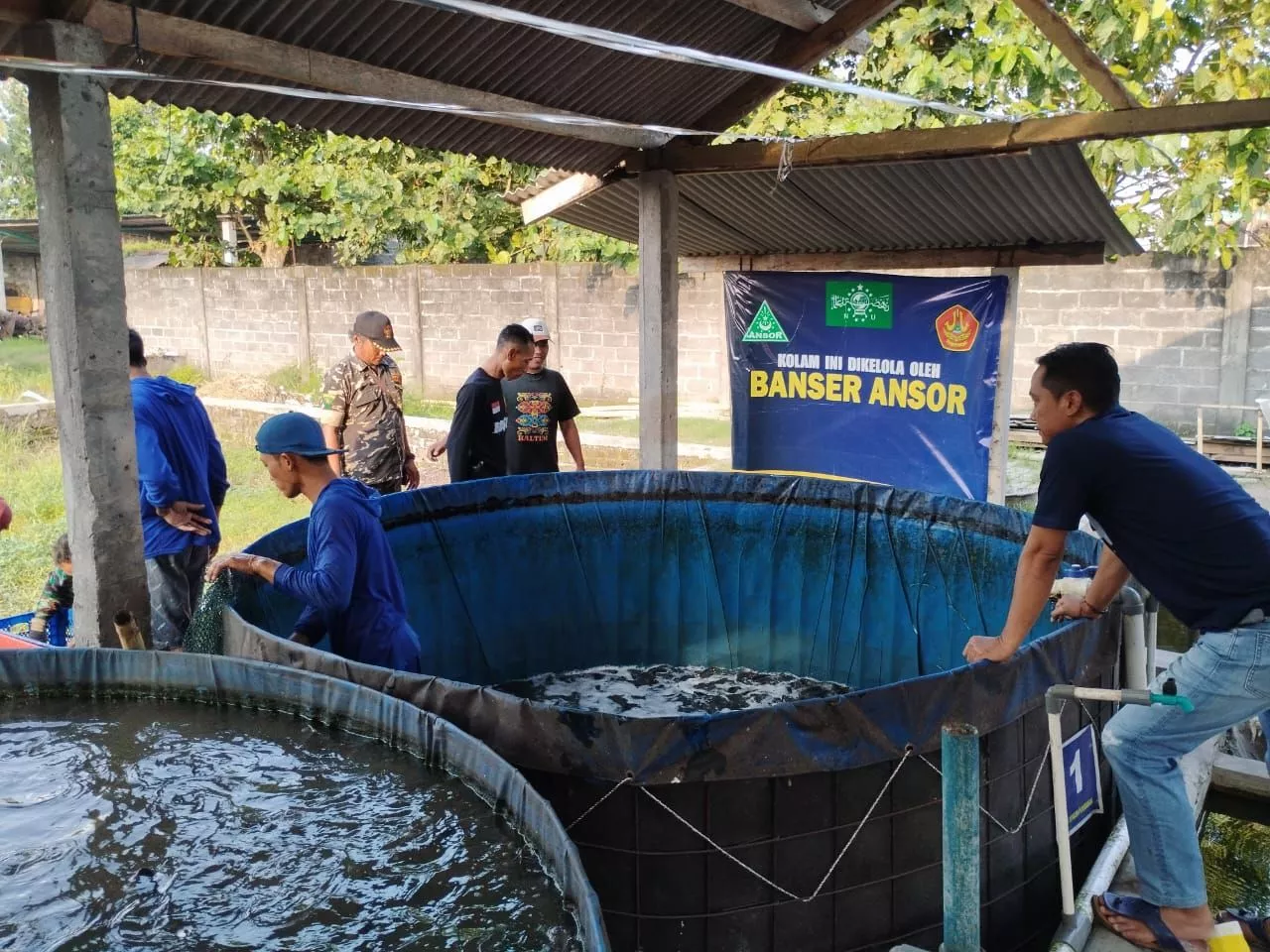 Panen 1 Ton Lele, GP Ansor Jatim Dukung Ketahanan Pangan dan MBG