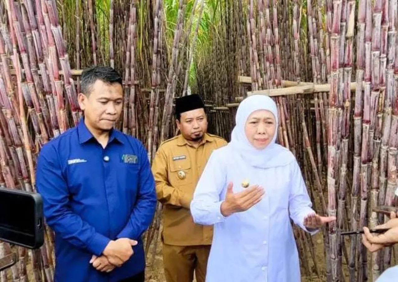 Gubernur Khofifah Luncurkan KUR Khusus untuk Petani Tebu, Dorong Kesejahteraan dan Ketahanan Energi