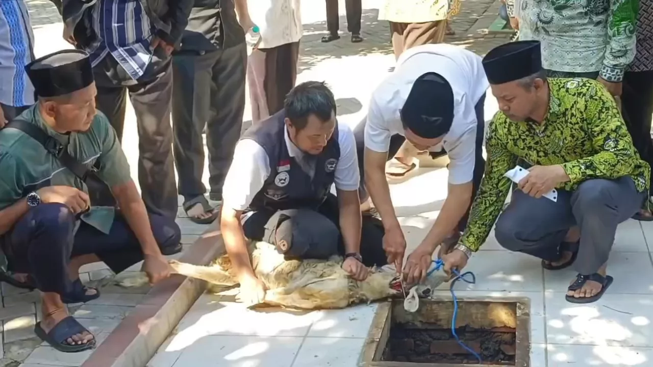 Ratusan Jagal di Sidoarjo Dilatih Teknik Sembelih Sesuai Syariat Jelang Idul Adha