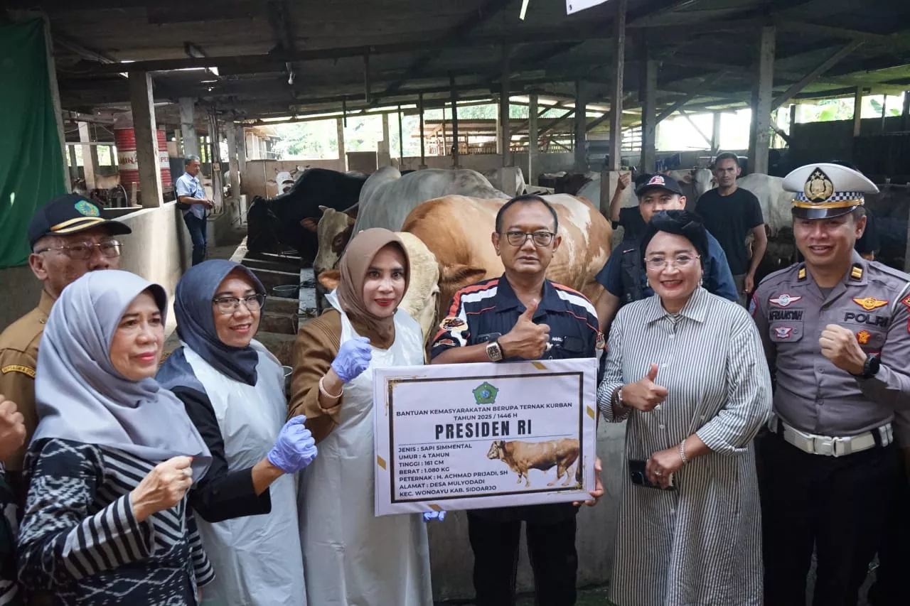 Sidoarjo Terima Sapi Kurban Satu Ton dari Presiden Prabowo
