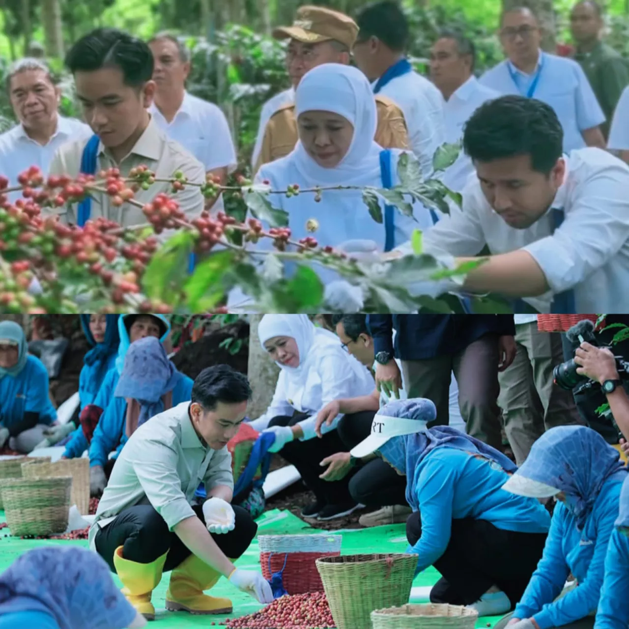 Dari Lereng Ijen ke Meja Dunia: Gibran Puji Kopi Bondowoso Kelas Dunia