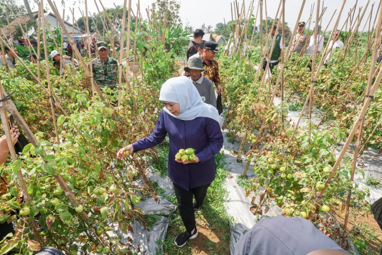Gubernur Khofifah Gerakkan Bupati/Wali Kota Serap Tomat Petani untuk Tekan Deflasi