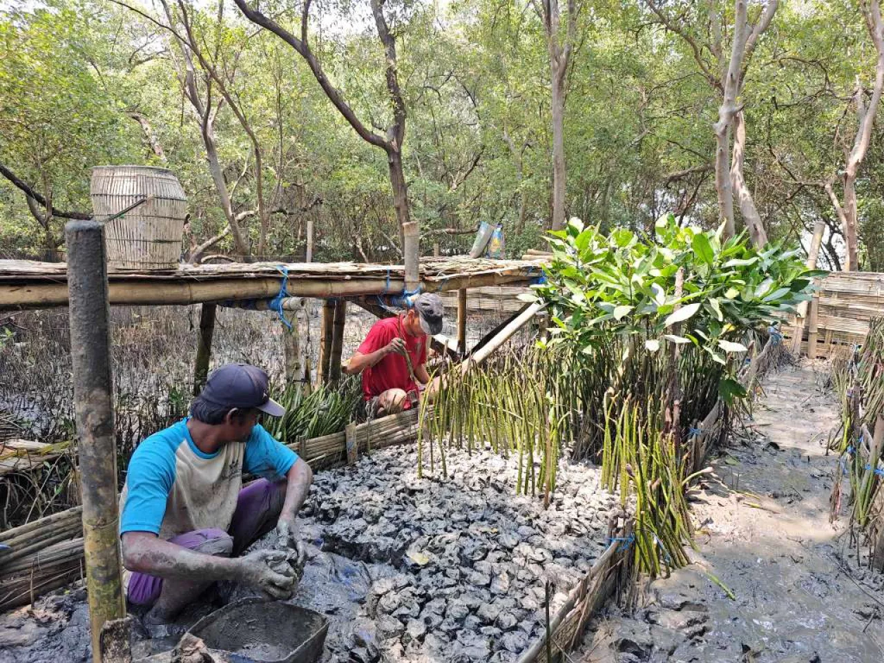 TPS Tanam Harapan untuk Pesisir Surabaya 10.000 Bibit Mangrove Disiapkan untuk Keberlanjutan Ekosistem