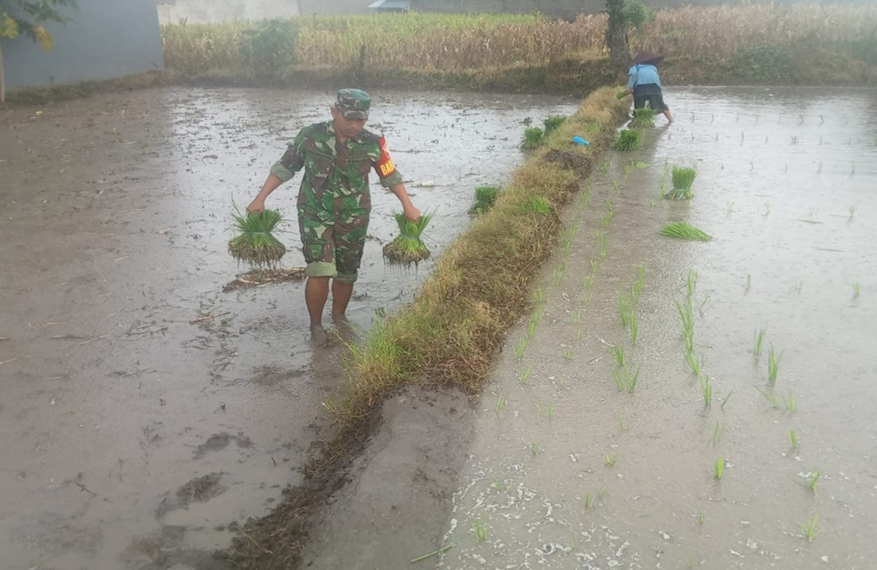 Dukung Ketahanan Pangan Wilayah, Babinsa Sumberboto Blitar Bantu Petani Tanam Padi
