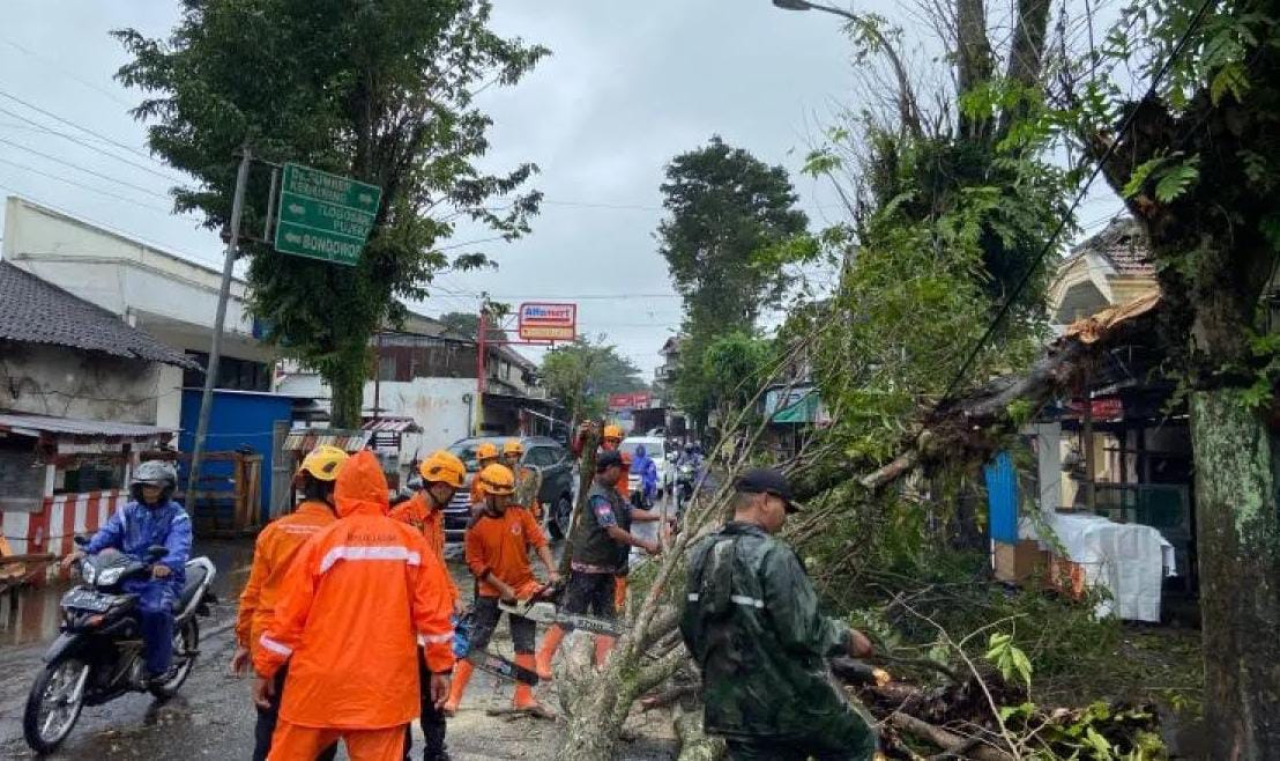Puluhan Pohon Tumbang Diterjang Angin Kencang di Bondowoso, BPBD Gerak Cepat Atasi Dampak