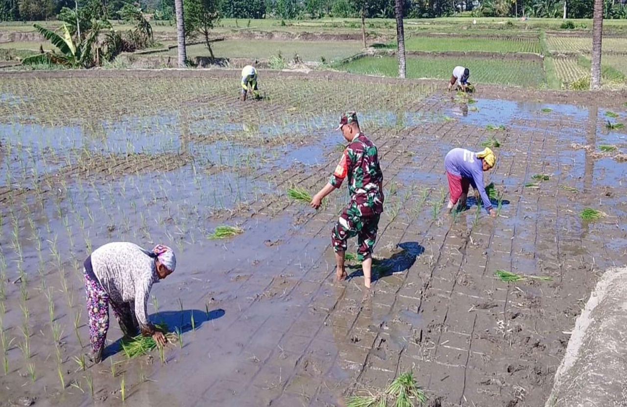 Babinsa Tambakan Blitar Dampingi Petani Tanam Padi Musim Kedua Di Lahan Poktan Setia Bakti II
