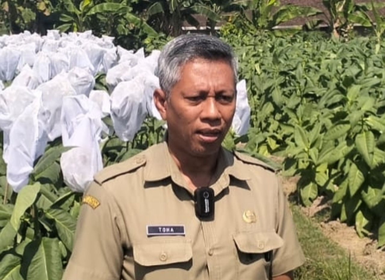 DKPP Kabupaten Blitar Bangun Infrastruktur Pertanian Tembakau Lewat Dana DBHCHT 2025