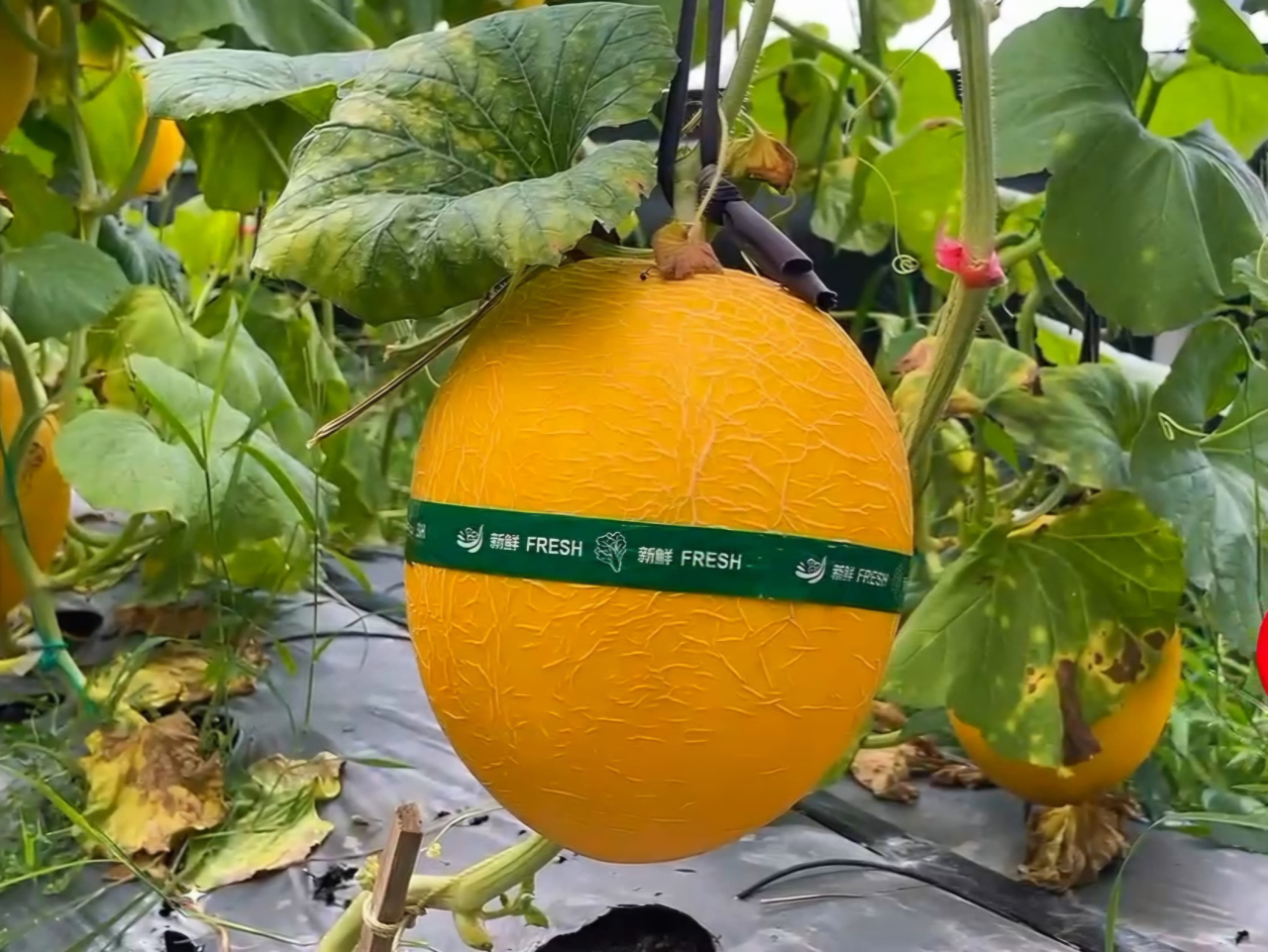 BUMDes Sekar Sejahtera Lamongan Buka Wisata Petik Melon, Catat Tanggalnya