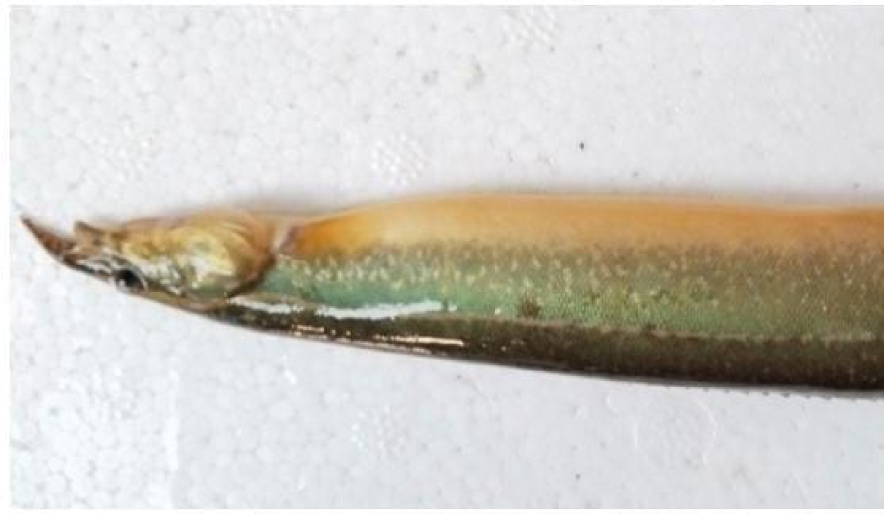 Ikan Sili (dok. Hiba, 2025)