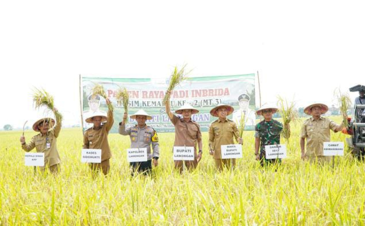 Bupati Yuhronur Kawal Langsung Panen Raya, Bukti Lamongan Serius Sejahterakan Petani