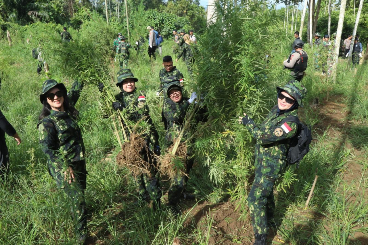 BNN Musnahkan 69 Ton Ganja Di Aceh Utara