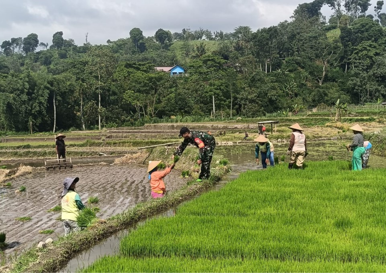 Wujudkan Ketahanan Pangan, Babinsa Gandusari Blitar Turun Ke Sawah Bantu Petani Tanam Padi