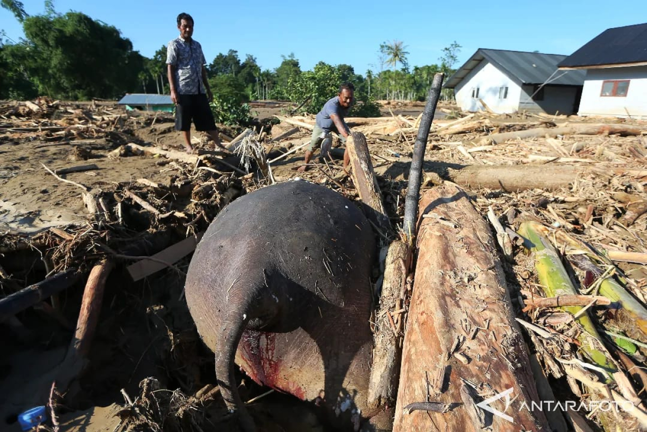 Banjir Sumatera dan Refleksi Ekologis dalam Fiksi Akhir Sang Gajah di Bukit Kupu-Kupu