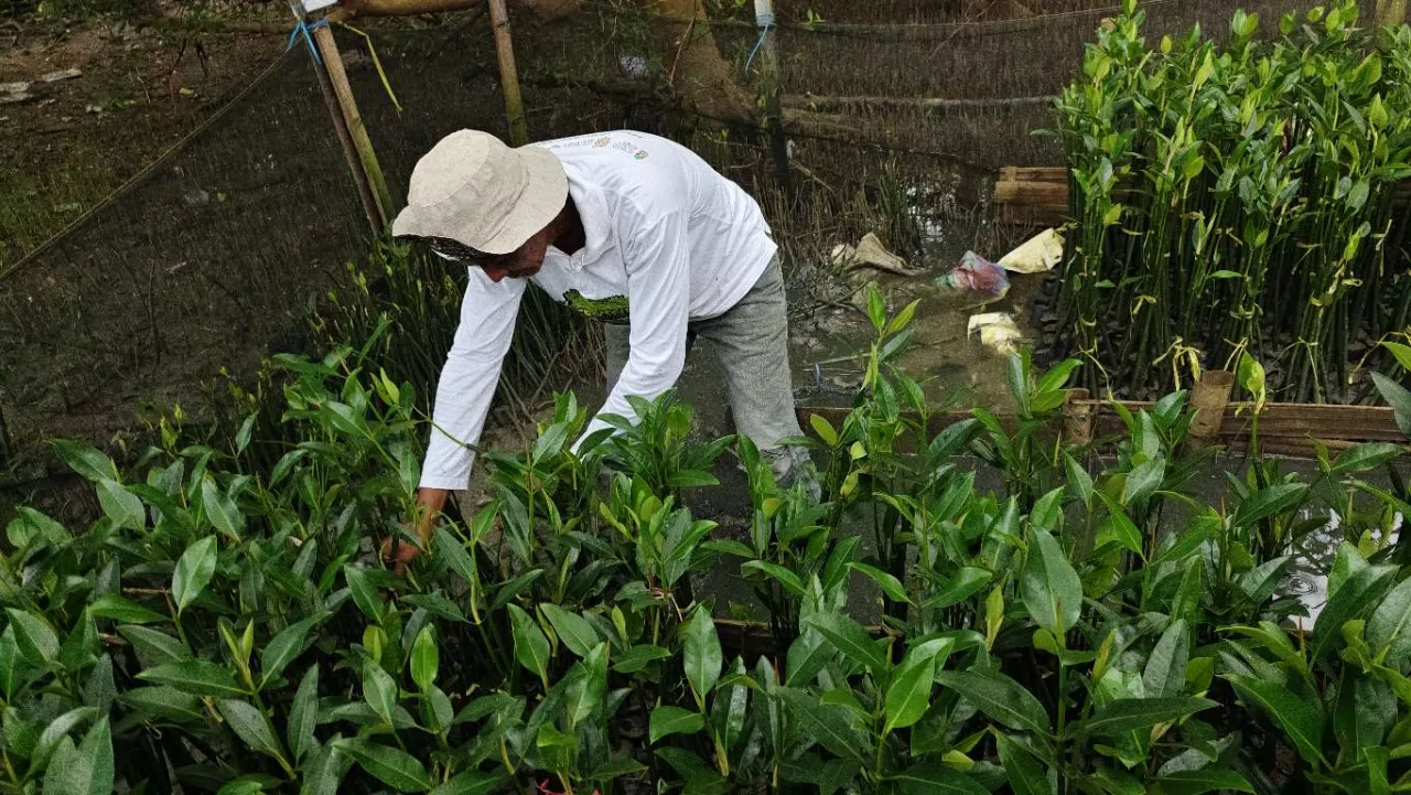 TPS Dorong Restorasi Pesisir Berbasis Pemberdayaan Petani Mangrove di Surabaya