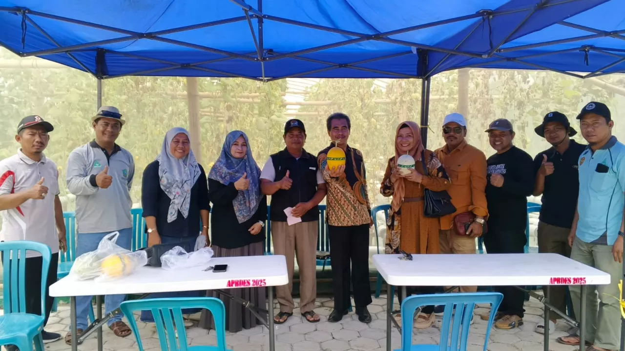 Kadis PMD Sidoarjo Hadiri Panen Perdana Melon Hidroponik BUMDesa Gading Makmur Jumputrejo Sukodono