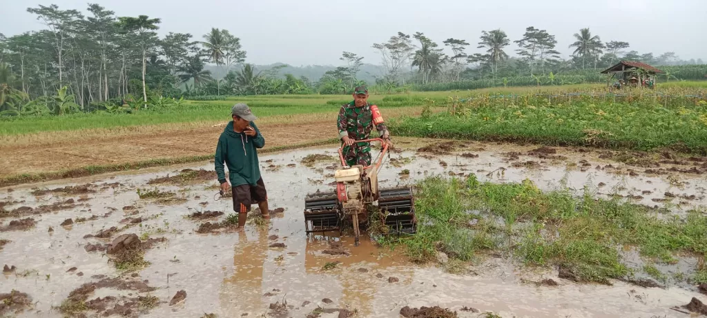Babinsa Pohgajih Blitar Aktif Dampingi Petani Siapkan Lahan Sawah, Dukung Swasembada Pangan