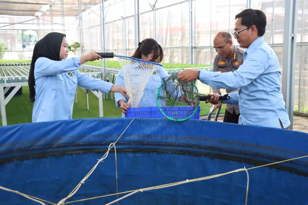 Polda Metro Jaya dan Polres Jakbar Panen 219 Kg Ikan Nila di Greenhouse Palmerah