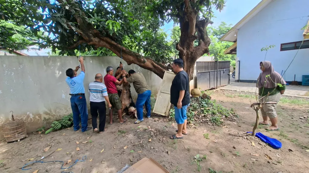 Tebar Spirit Berbagi di Momen Idul Adha, PWI Nganjuk Sembelih Dua Kambing Kurban