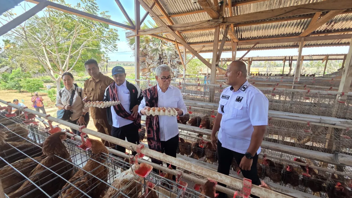 Prof. Zainuddin Maliki didampingi M. Arif' An, S.H., M.H., selaku Advisor SPU TEKAD, serta jajaran Tim SPU TEKAD dan Kabid PMD Kab. Sumba Timur melakukan panen telur ayam di lokasi program TEKAD.