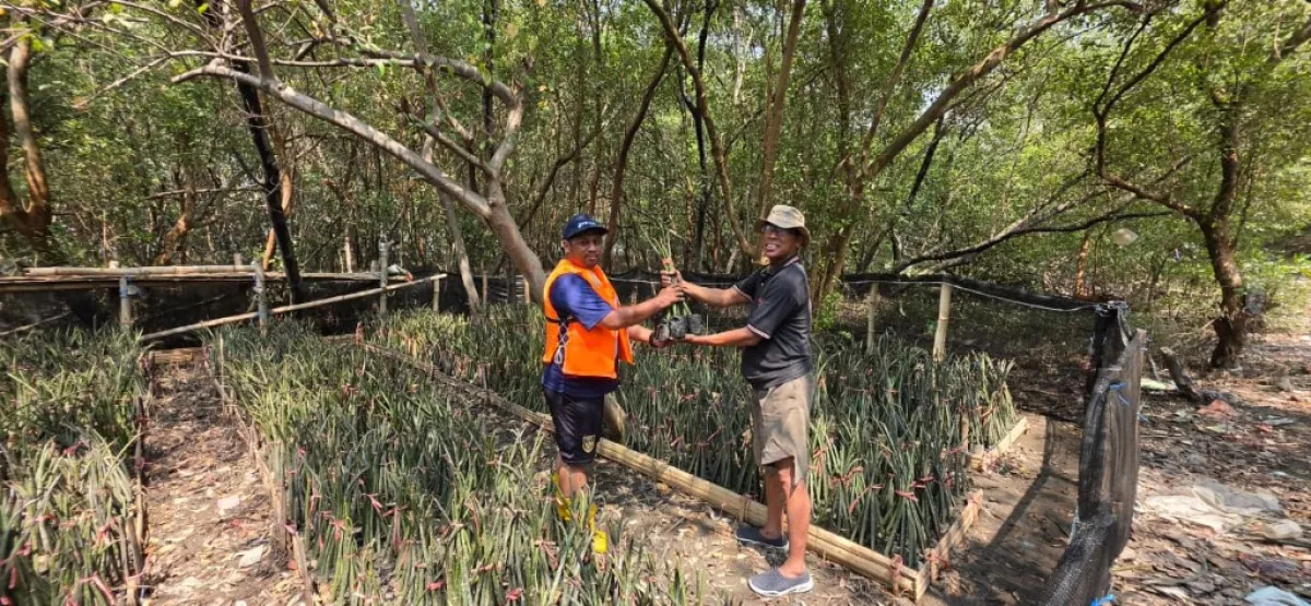 TPS Siapkan 15.000 Bibit Mangrove untuk Rehabilitasi Pesisir Surabaya