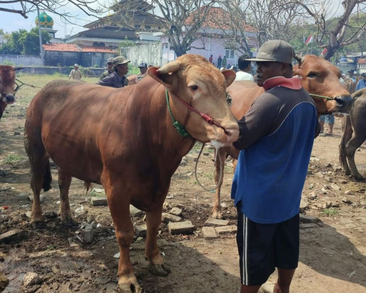 Harga Sapi Naik, Ketua PPSDS Jatim Wanti-wanti Gejolak Daging Menular ke Daerah