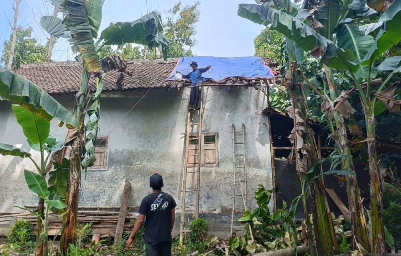 Keterangan Gambar: Rumah tertimpa pohon jati di Kecamatan Wuluhan Jember