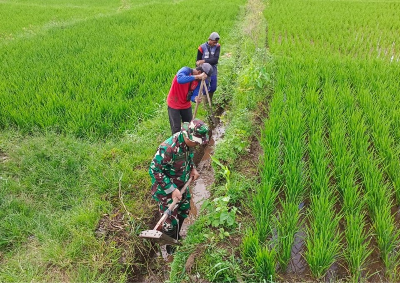 Babinsa Desa Resapombo Koramil 0808/13 Doko Sertu Nomo, terjun langsung ke sawah untuk melaksanakan pendampingan ketahanan pangan