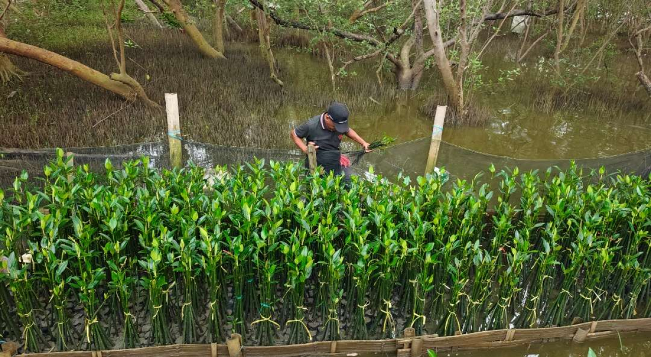 Merespons Tantangan Pembibitan Mangrove, TPS Perkuat Pelestarian Pesisir secara Adaptif