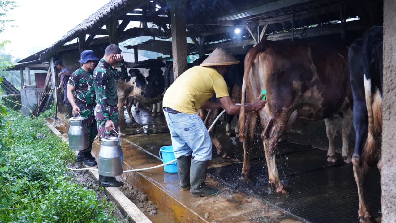 TMMD Ke 127 Tak Hanya Bangun Rumah, Jembatan dan Jalan, Prajurit TNI Turut Juga Bantu Warga Perah Susu Sapi